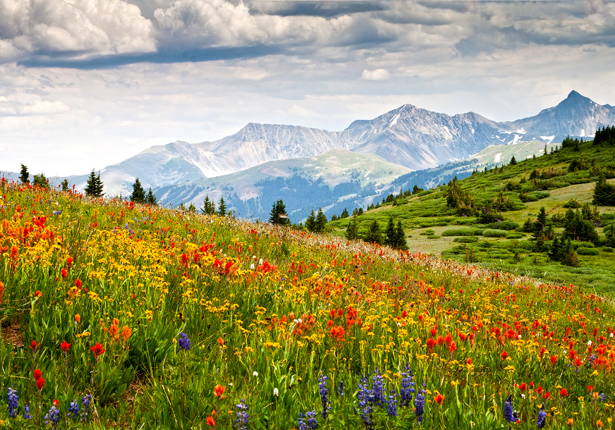 Mountain meadow with colorful wildflowers and clouds.